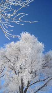 frosty tree 1